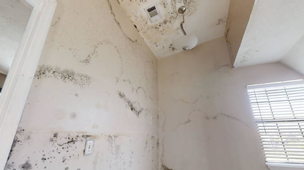 Best Residential Mold Inspection & Testing  in Reed City, MI