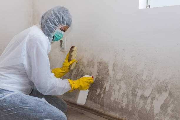 Best Post-Construction Mold Inspection  in Reed City, MI