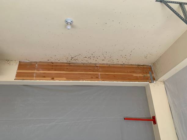 Best Emergency Mold Remediation  in Reed City, MI