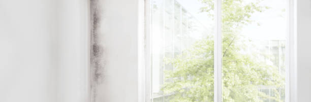 Best Comprehensive Air Testing for Mold Contaminants  in Reed City, MI