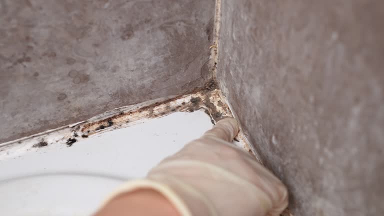 Best Crawl Space Mold Remediation  in Reed City, MI